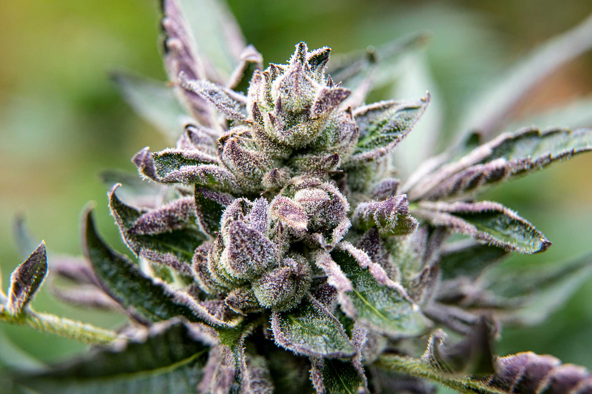 bud with crystals