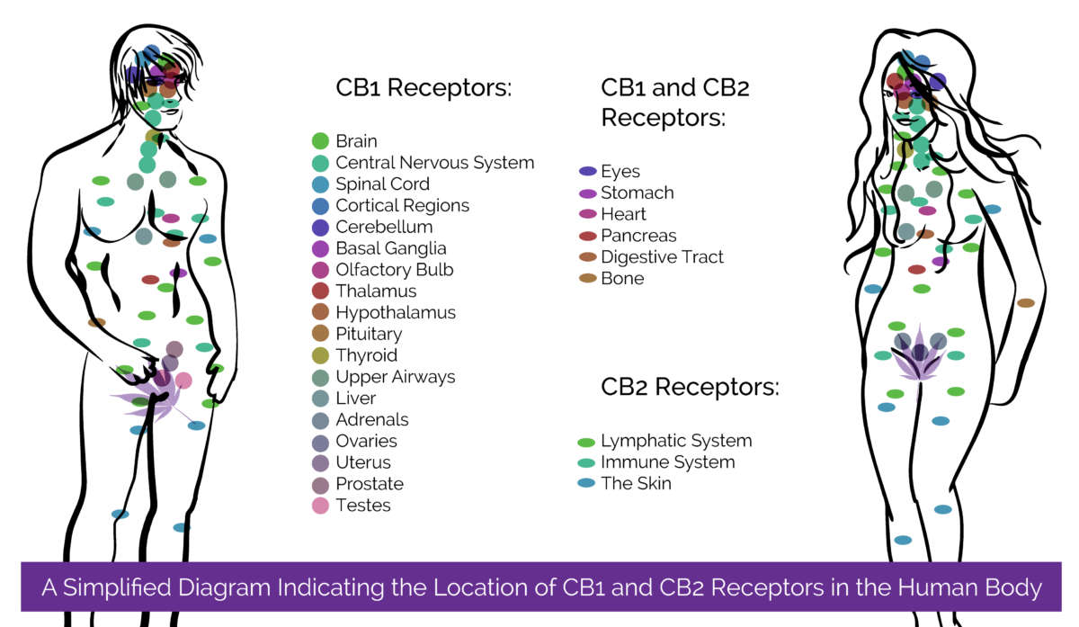 What are CB1 and CB2 Receptors? ⋆ OK to Grow